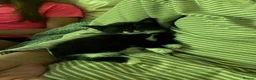 Mixed Breed cats for sale: 2 gorgeous male kittens looking for forever home - Advert 2