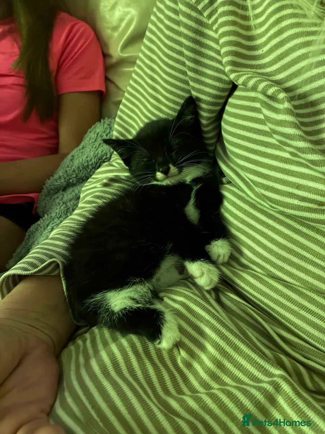 Mixed Breed cats for sale: 2 gorgeous male kittens looking for forever home - Advert 2