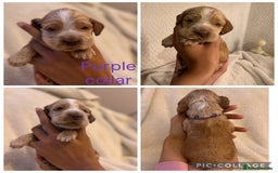 Cocker Spaniel dogs for sale: 🐶 Beautiful Show Cocker Spaniel Puppies 🐾 - Image 7