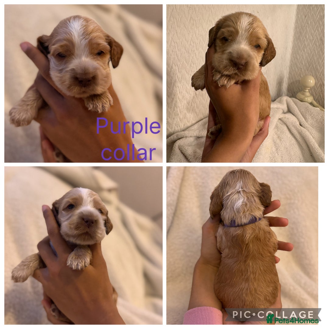 Cocker Spaniel dogs for sale: 🐶 Beautiful Show Cocker Spaniel Puppies 🐾 - Image 7