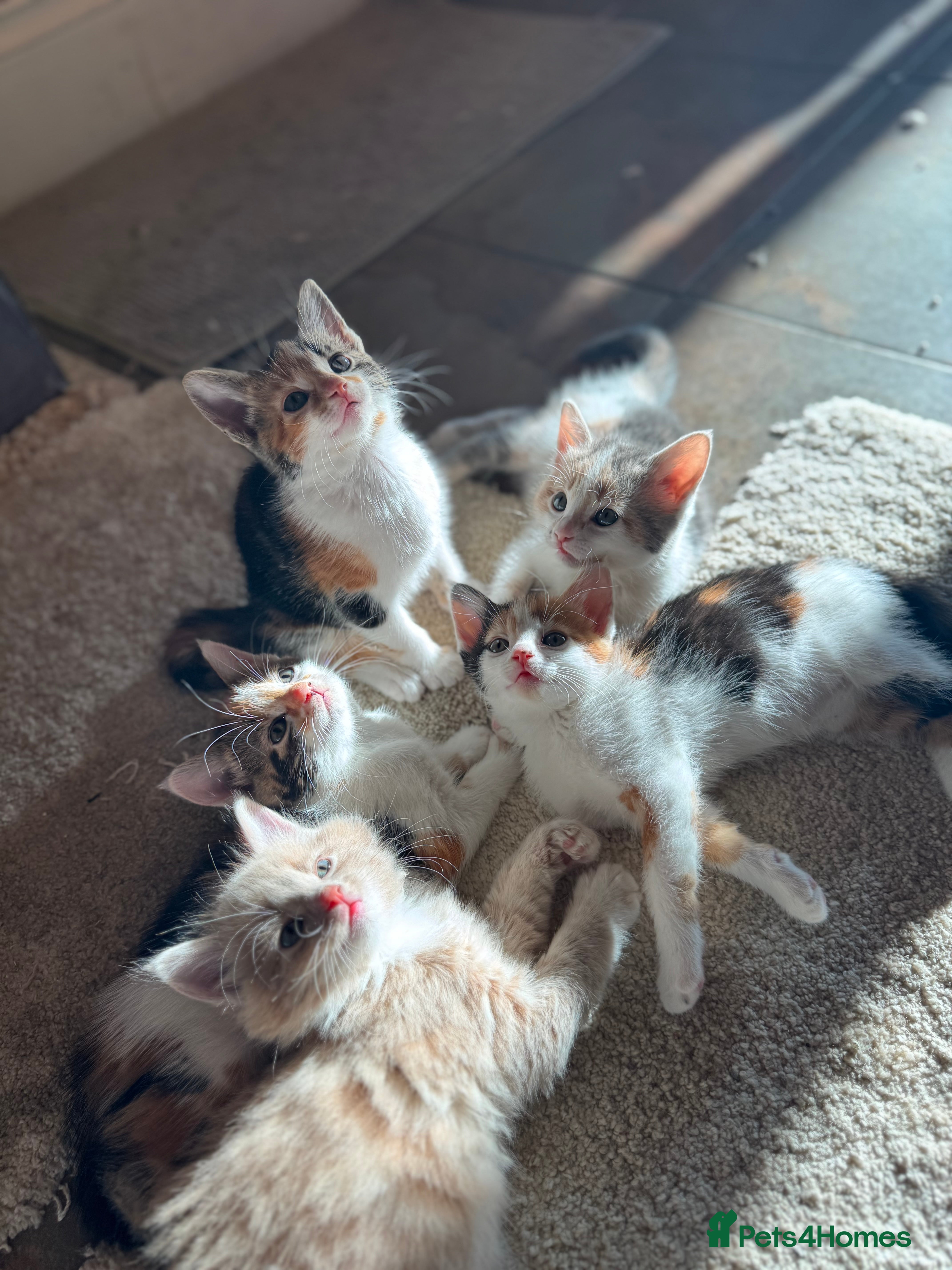 Mixed Breed cats Kind, playful and stunning kittens!⭐️💫 - Advert 12