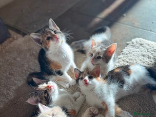 Mixed Breed cats Kind, playful and stunning kittens!⭐️💫 - Advert 1