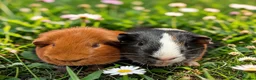 Guinea Pig rodents for sale: Gorgeous pairs of boys  - Advert 3