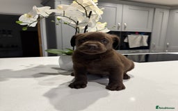 Labrador Retriever dogs for sale: Adorable chunky chocolate Labrador puppies  - Image 2