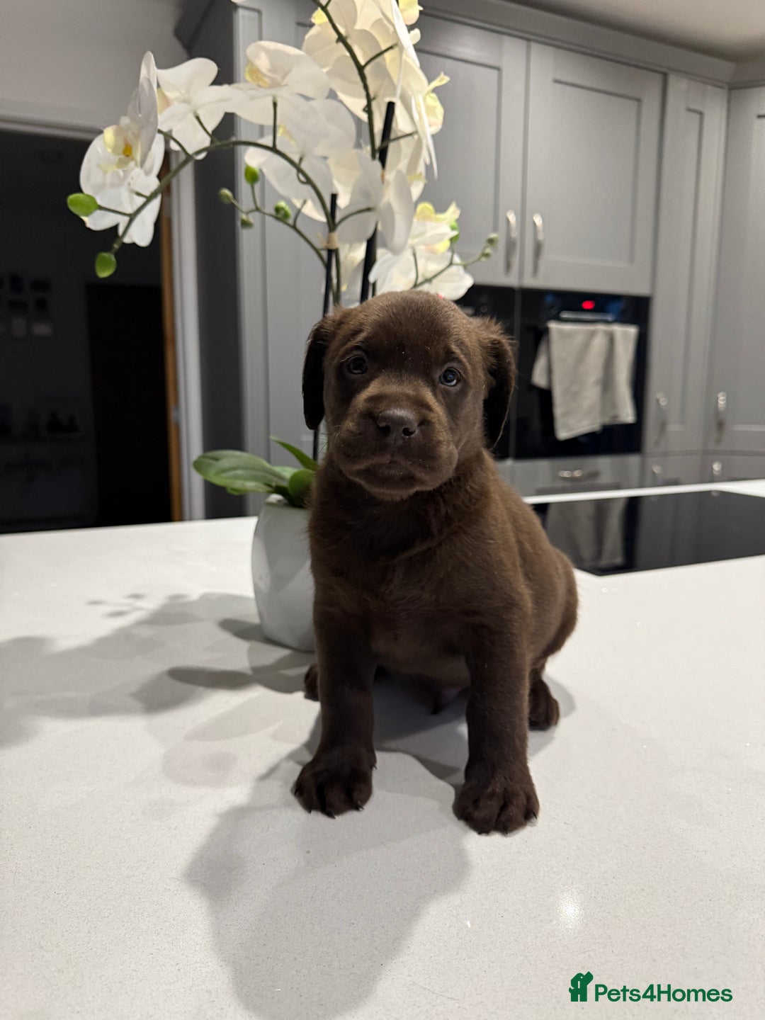 Labrador Retriever dogs for sale: Adorable chunky chocolate Labrador puppies  - Image 2