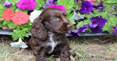 Cocker Spaniel dogs - Advert 11