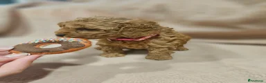 Cavapoo Puppy 2