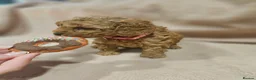 Cavapoo dogs for sale: Litter of 6 cavapoos - Advert 22