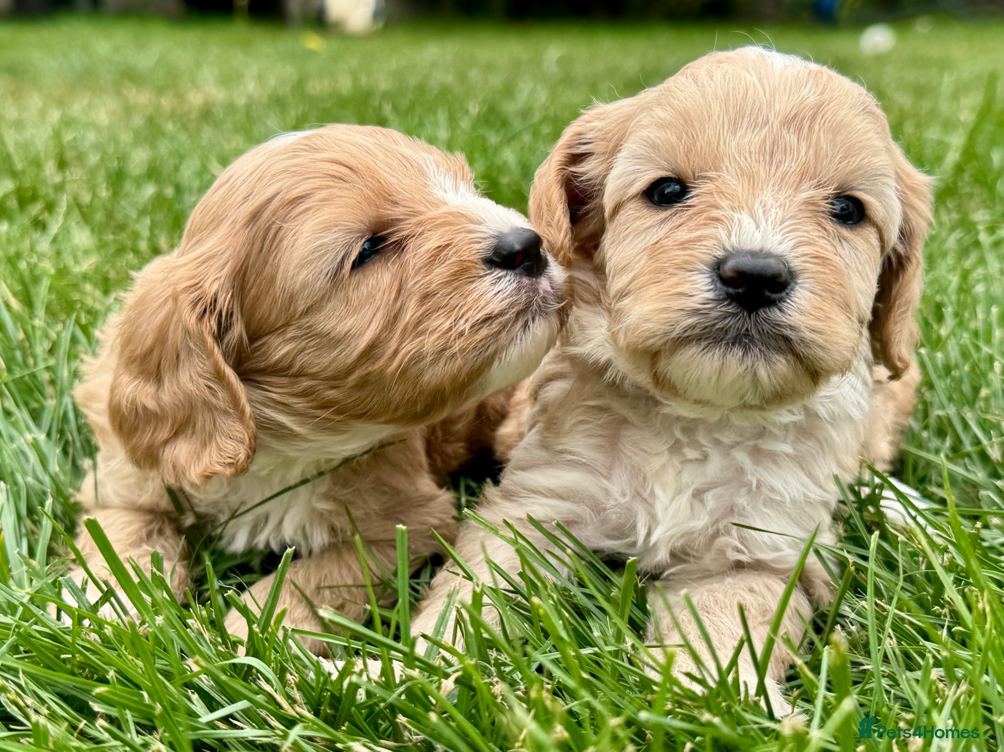 Cavapoo dogs F1 cavapoo males 💙💚 - Advert 1
