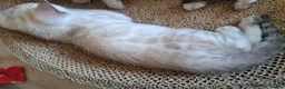 Bengal cats for sale: Mink x snow lynx bengal  - Advert 18