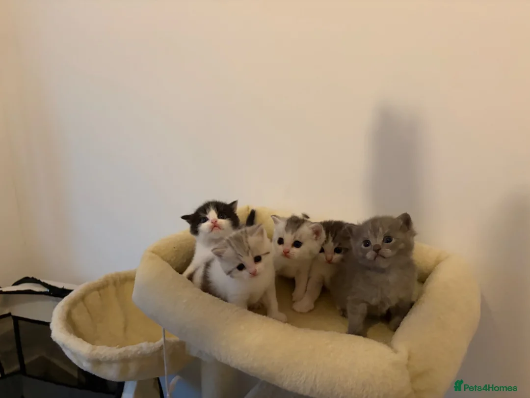 British Shorthair cats for sale: Beautiful British Shorthair Male Kittens 🐾 - Advert 9