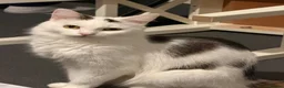 Mixed Breed cats for sale: Four beautiful confident kittens - Advert 1