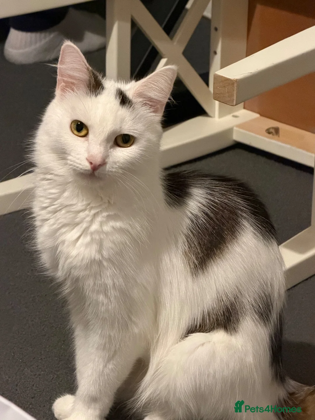 Mixed Breed cats for sale: Four beautiful confident kittens - Advert 1