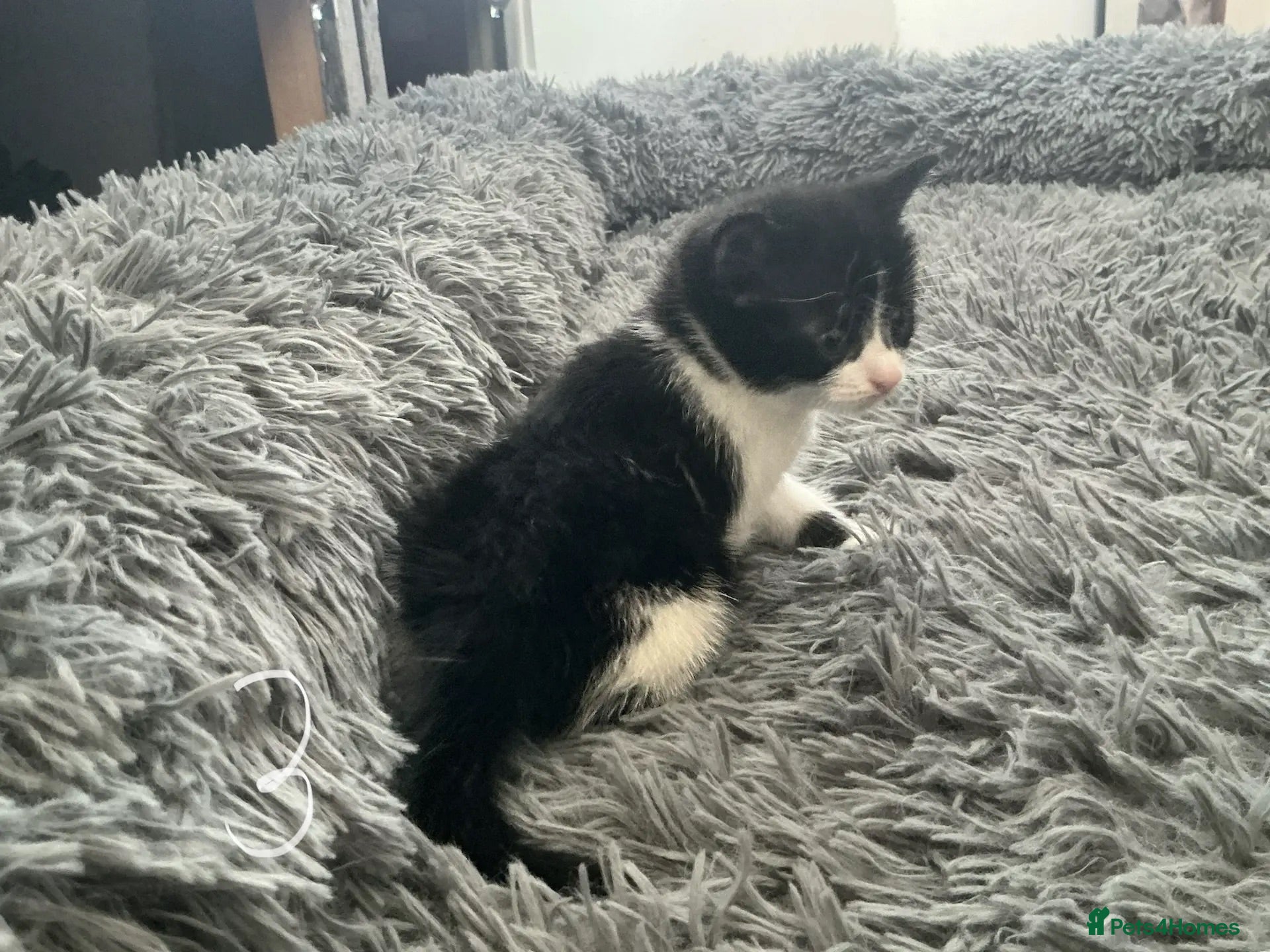Mixed Breed cats Kitten x4 black and white £50 ono - Advert 2