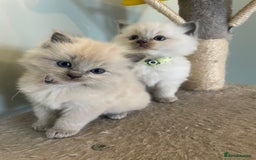 Ragdoll cats for sale: Blue and Pure Blue Mitted Ragdoll Kittens - Image 5