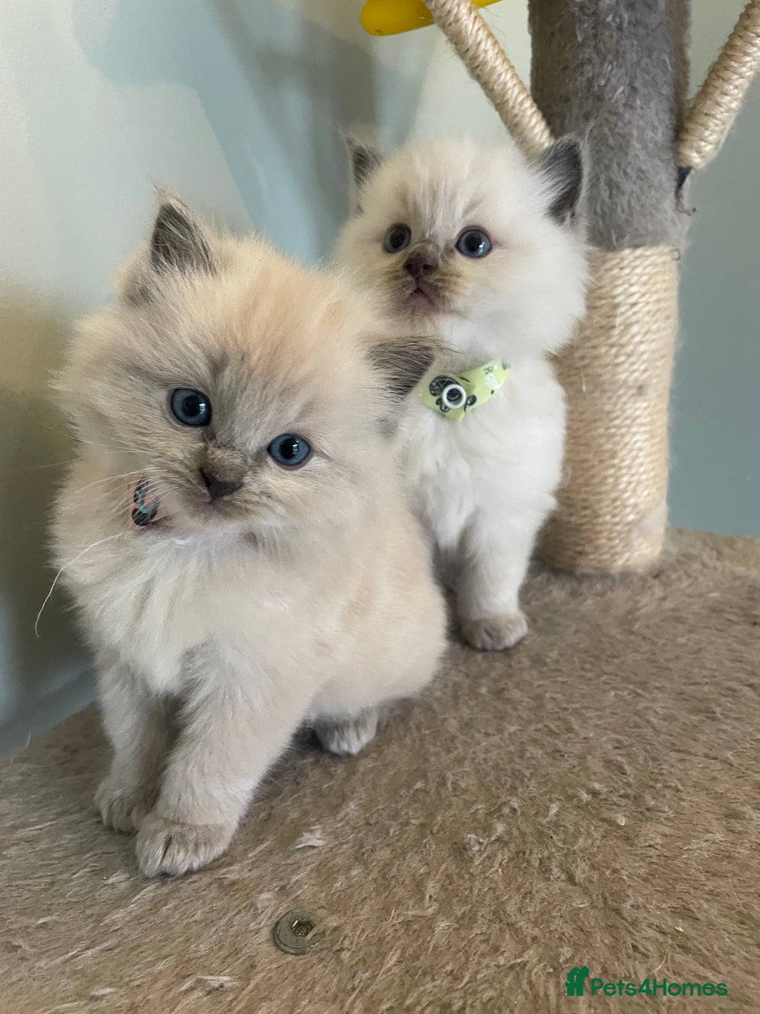 Ragdoll cats for sale: Blue and Pure Blue Mitted Ragdoll Kittens - Image 5