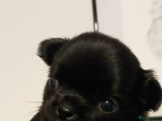 Chihuahua dogs ❤️🔥Dna tested parents❤️🔥Long-coat 2boys - Advert 17