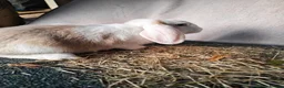 Mini Lop rabbits for sale: Beautiful mini lops  - Advert 4