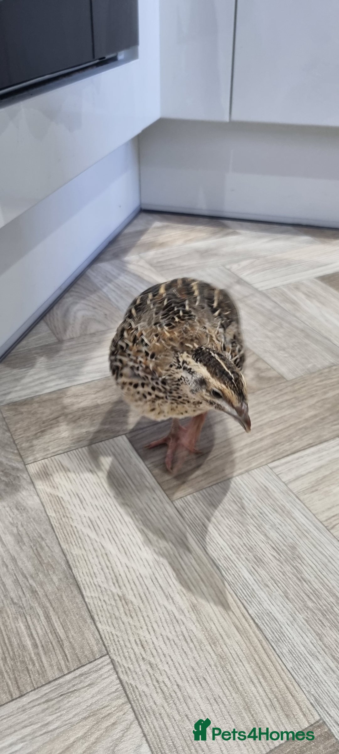 Quail poultry for sale: 1 male and 1 female corurnix quail - Image 5