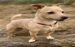 Jack Russell dogs for stud: Stud boys house of jacks  - Image 9