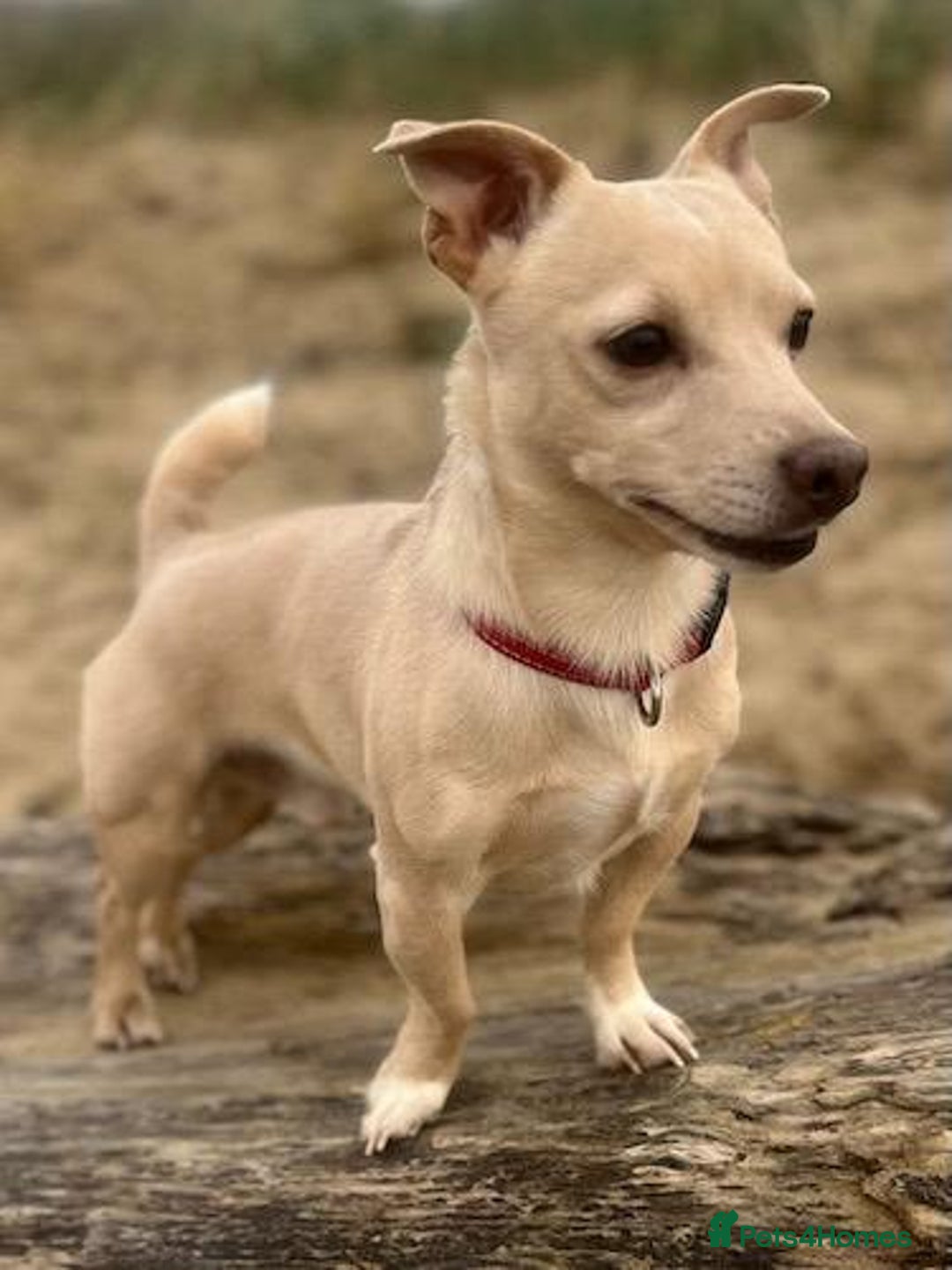 Jack Russell dogs for stud: Stud boys house of jacks  - Image 9