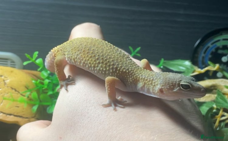 Leopard Gecko reptiles - Advert 1