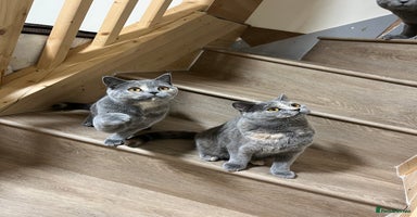British Shorthair cats - Advert 10