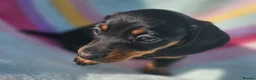 Dachshund dogs for sale: Beautiful dachshund puppies READY NOW  in Tredegar - Advert 8