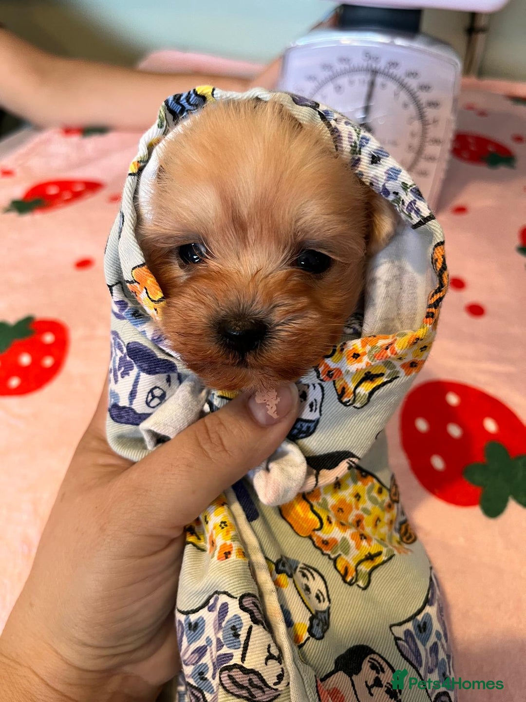 Maltipoo dogs for sale: Tea cup/ pocket puppy Maltipoo girl 🩷 - Image 8