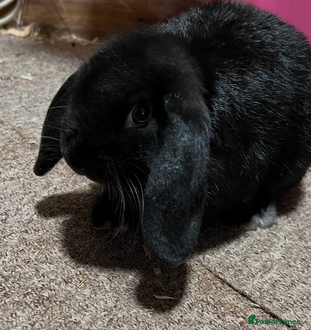 Mini Lop rabbits for sale: Mini lop rabbit NOW SOLD - Advert 9
