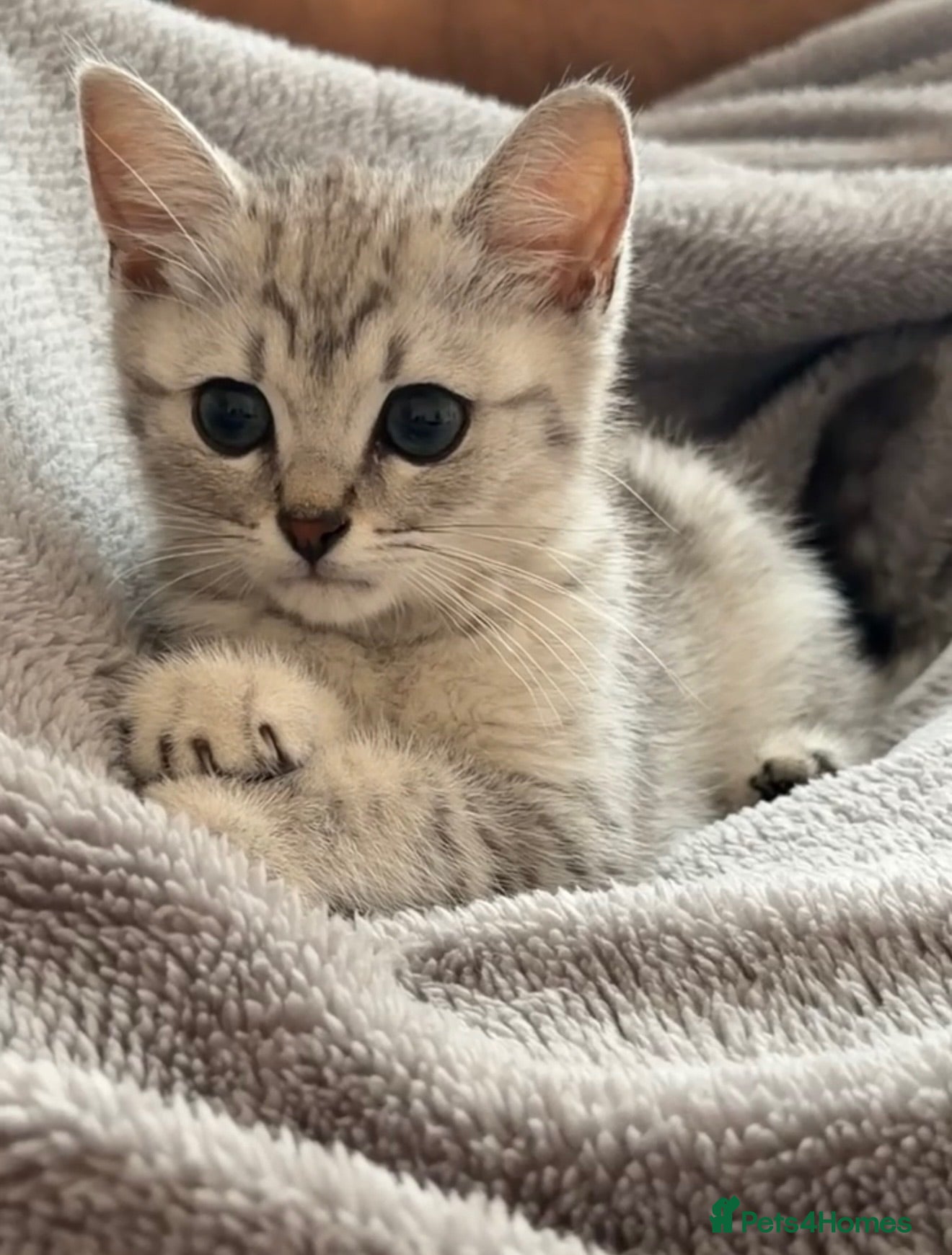 Mixed Breed cats British blue hair / Russian - Advert 3