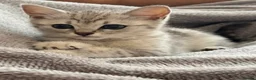 Mixed Breed cats for sale: British blue hair / Russian in Dunstable - Advert 1