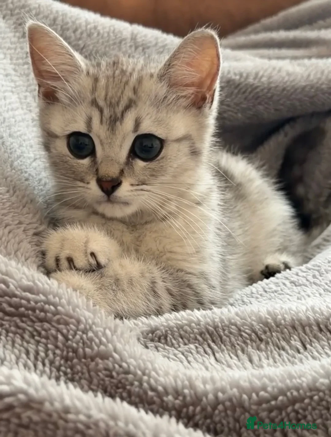 Mixed Breed cats for sale: British blue hair / Russian in Dunstable - Advert 1