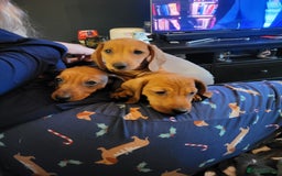 Miniature Dachshund dogs for sale: Ready to leave Miniature dachshunds cearphilly  - Image 6
