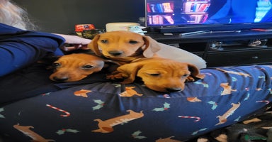 Miniature Dachshund dogs - Advert 3