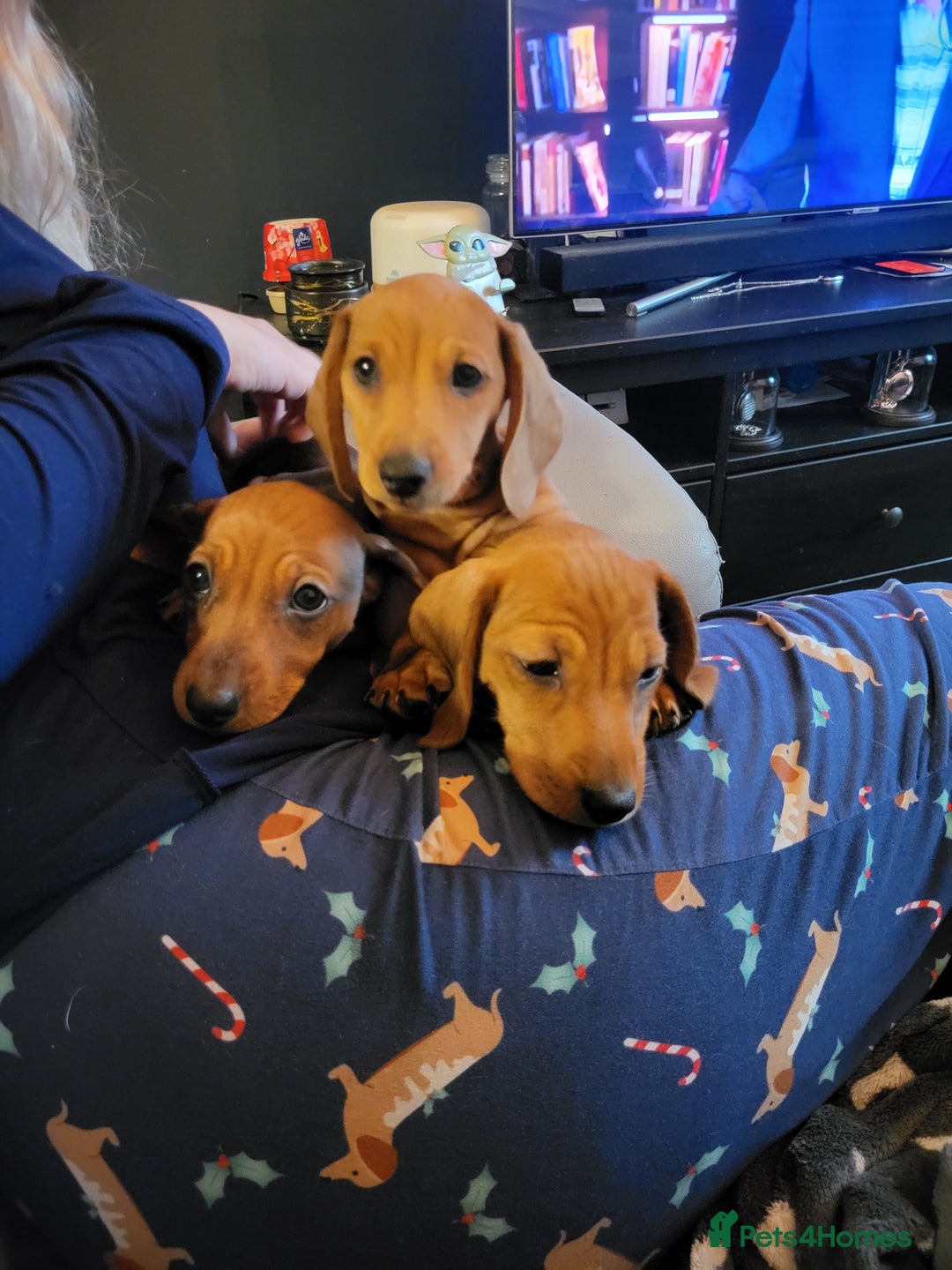 Miniature Dachshund dogs for sale: Ready to leave Miniature dachshunds cearphilly  - Image 6