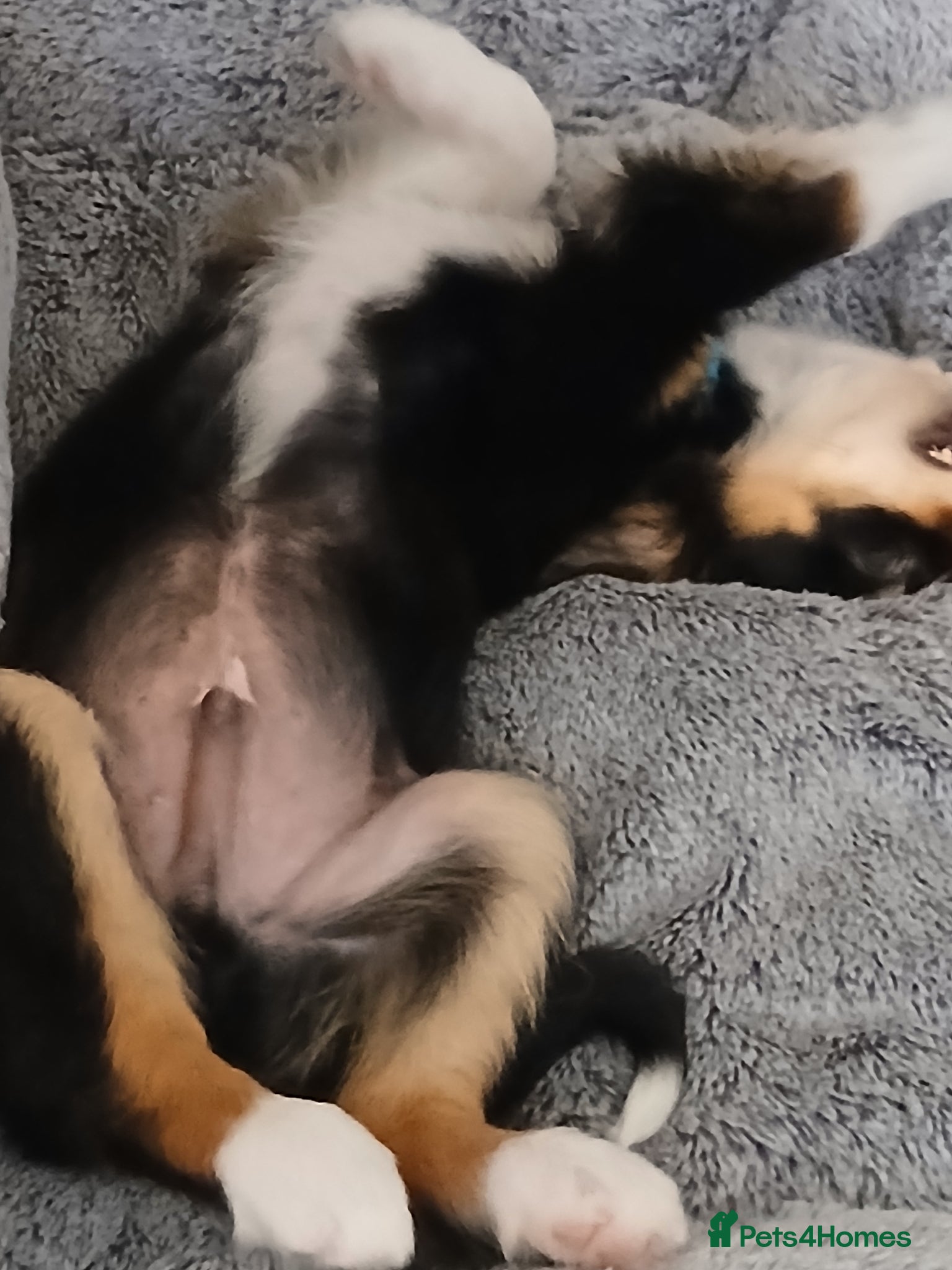 Border Collie dogs for sale: 10 week old puppy in Oswestry - Advert 2