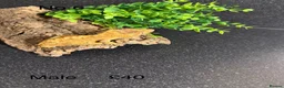 Gecko reptiles for sale: crested geckos  in Dunfermline - Advert 6