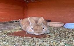 Mixed Breed rabbits for sale: Lovely male rabbit  - Image 2