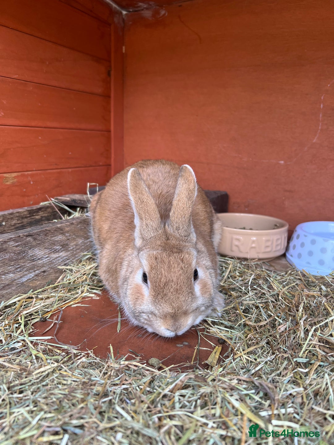 Mixed Breed rabbits for sale: Lovely male rabbit  - Image 2