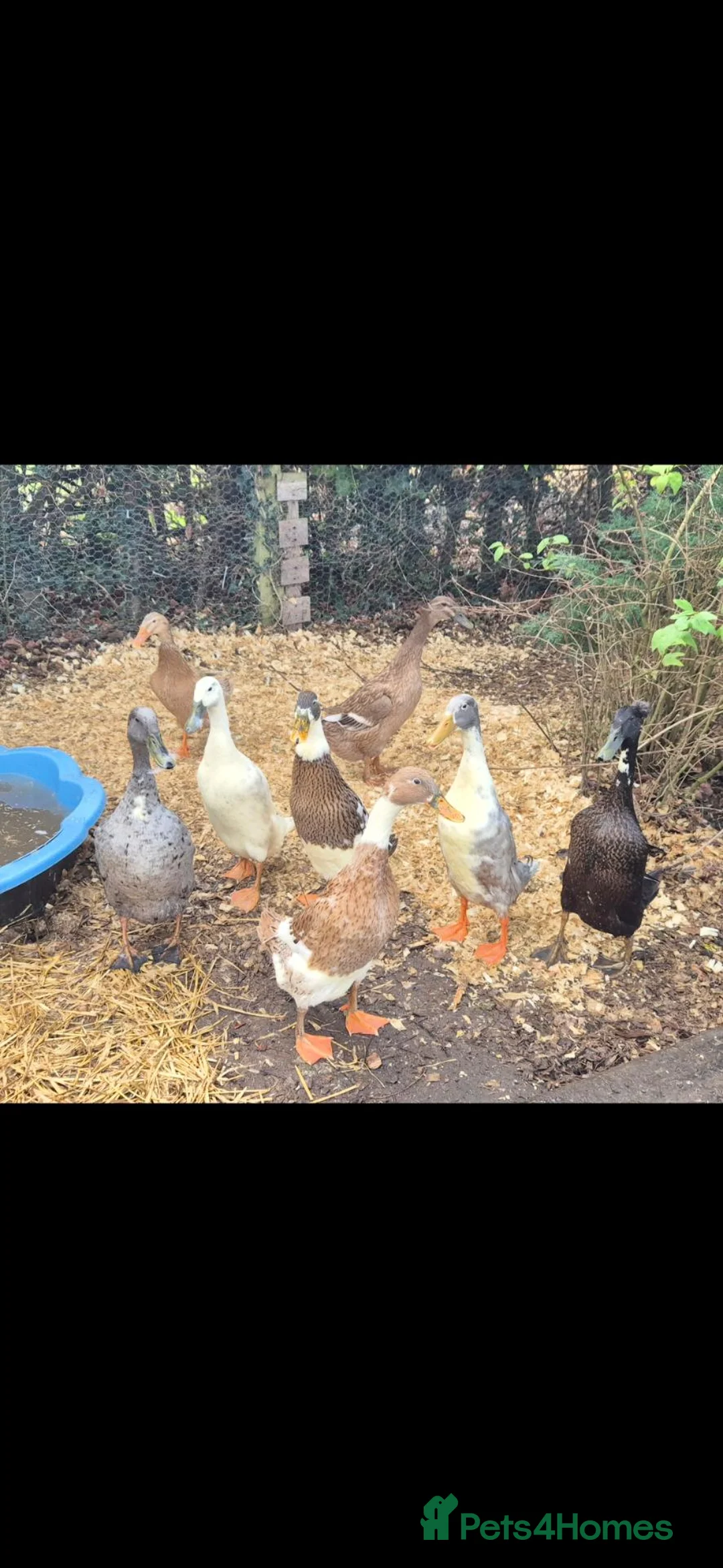 Ducks poultry for sale: Indian runner ducklings  - Advert 2