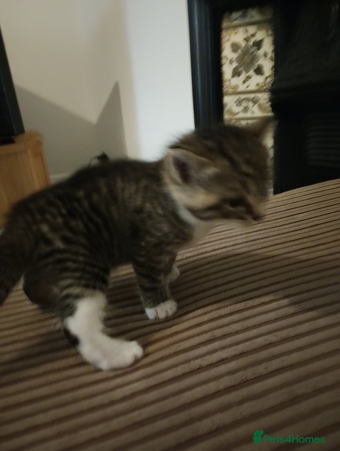 British Shorthair cats for sale: 3 stunning kittens all very cute  - Advert 5