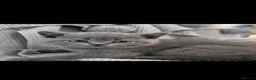 British Shorthair cats for sale: Beautiful British short hair kittens  - Advert 7