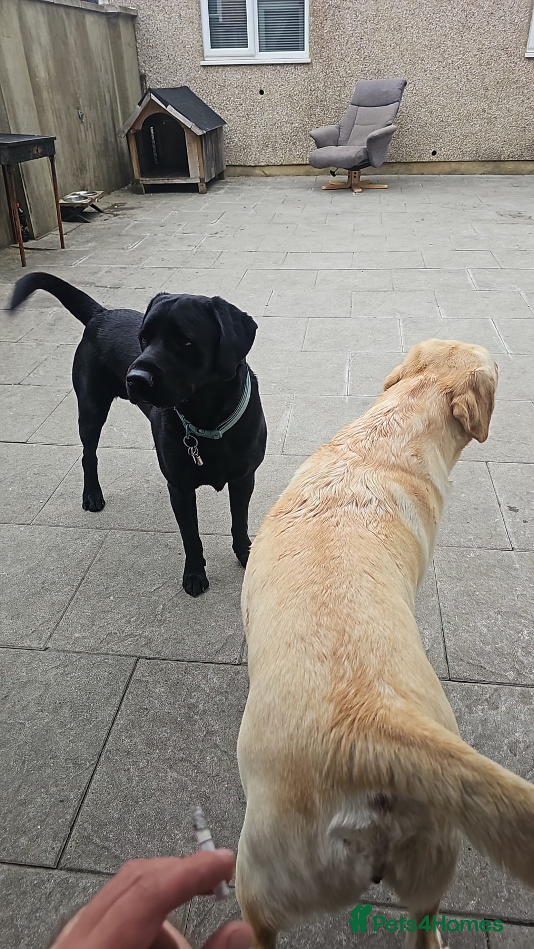 Labrador Retriever dogs for sale: 🐾 Labrador Puppies for Sale - Image 4