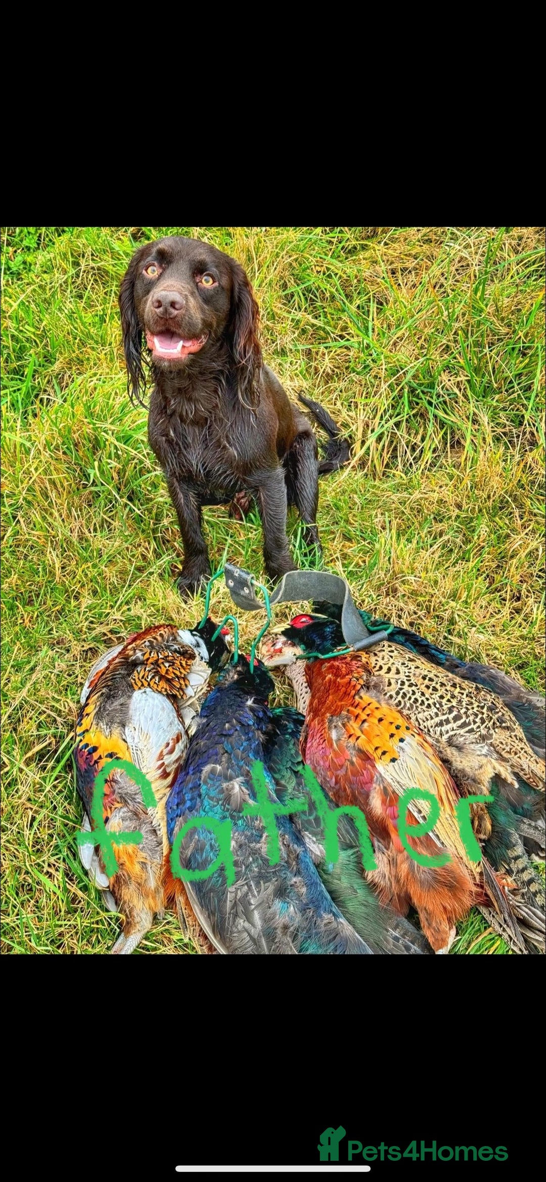 Cocker Spaniel dogs for sale: English Working Cocker Spaniel - Advert 16