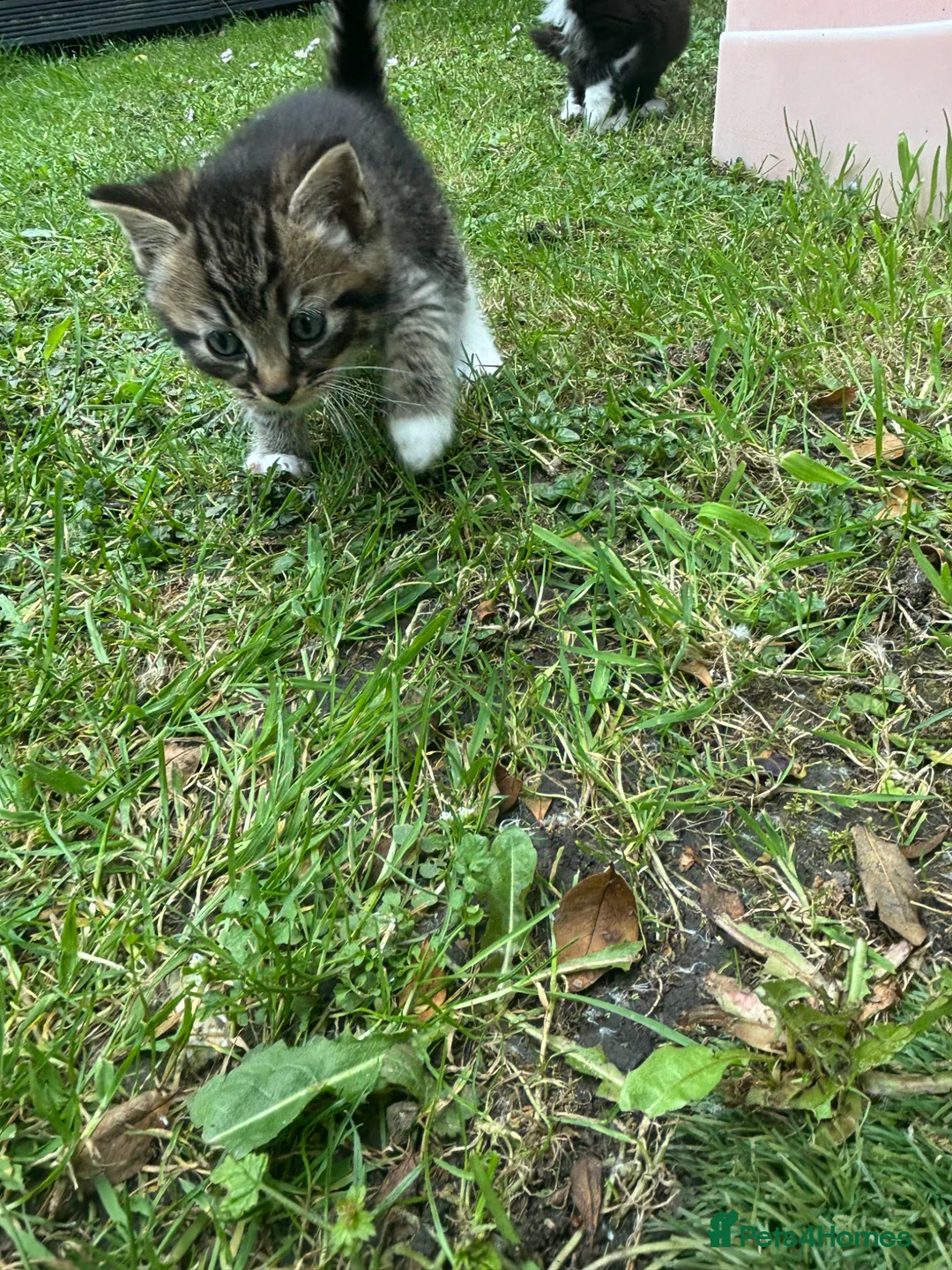 Mixed Breed cats for sale: Beautiful kitten’s  - Advert 13