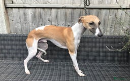Whippet dogs for stud: Whippet Dog at Stud in Swadlincote - Image 2