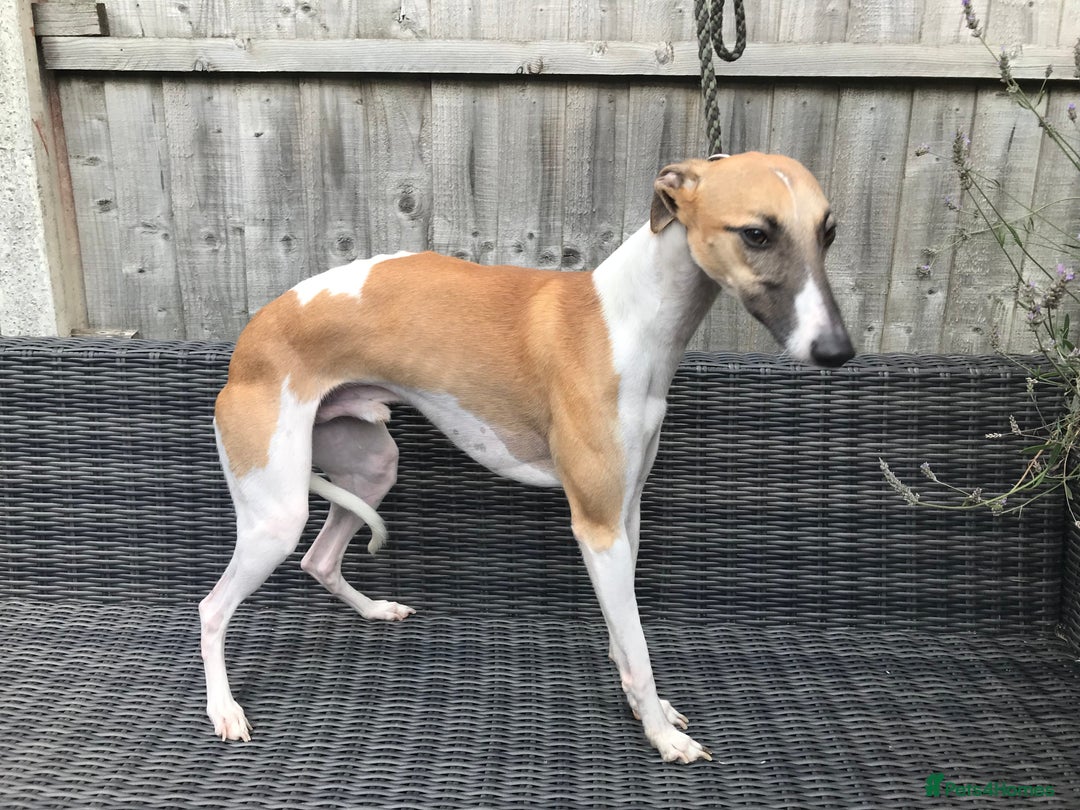 Whippet dogs for stud: Whippet Dog at Stud in Swadlincote - Image 2
