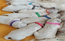 Golden Retriever dogs for sale: Championship line KC Golden Retriever puppies - Image 7