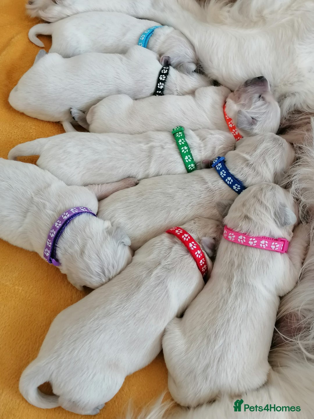Golden Retriever dogs for sale: Championship line KC Golden Retriever puppies - Image 7